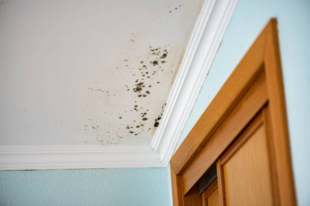 Best Toxic Mold Removal  in , DE